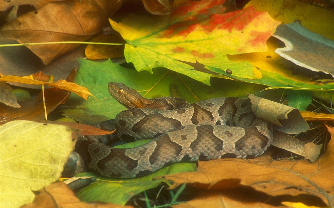 Snake Tapety Album #1 - 1280x800