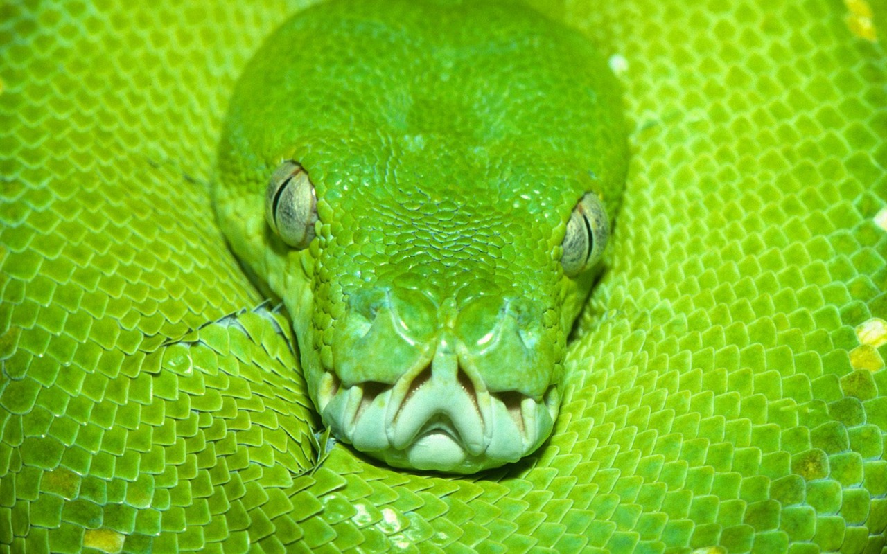 Snake Tapety Album #2 - 1280x800