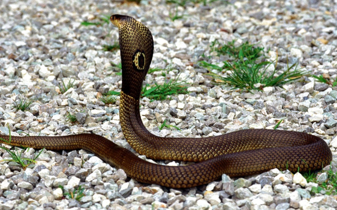 Snake Tapety Album #6 - 1280x800