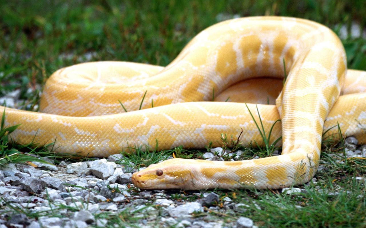 Snake Wallpapers Album #7 - 1280x800