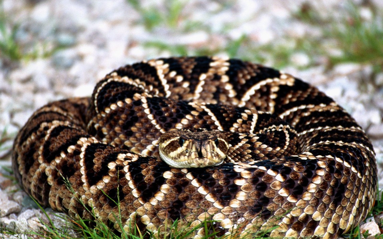Snake Tapety Album #8 - 1280x800
