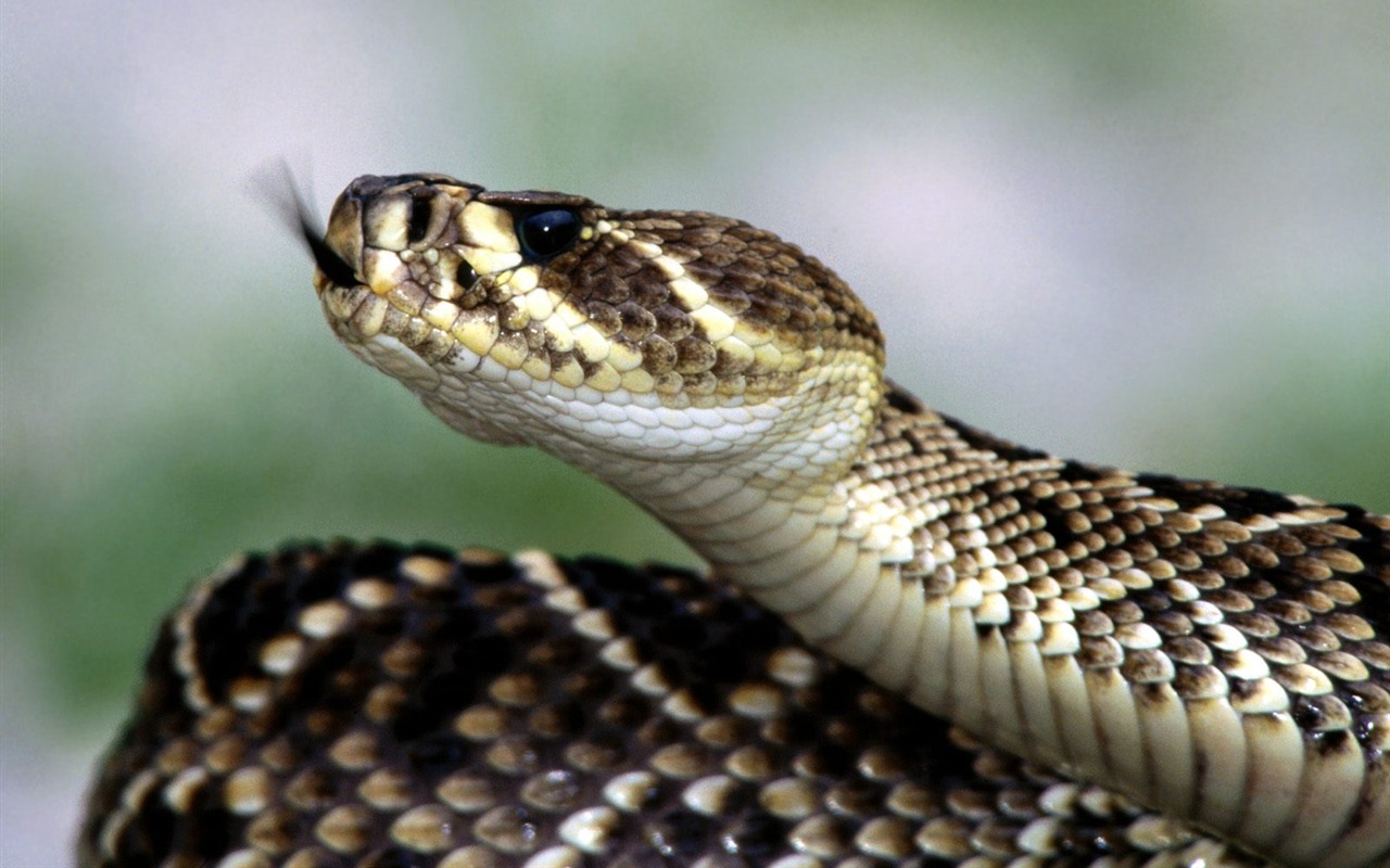 Snake Tapety Album #9 - 1280x800