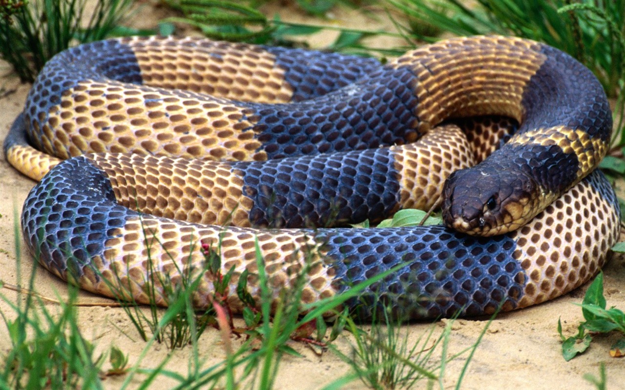 Snake Tapety Album #10 - 1280x800