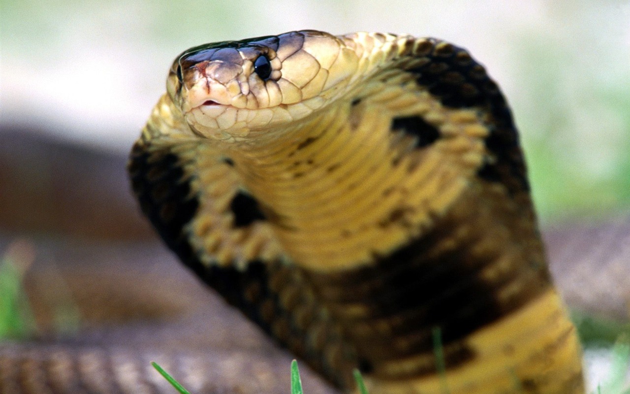 Snake Tapety Album #11 - 1280x800