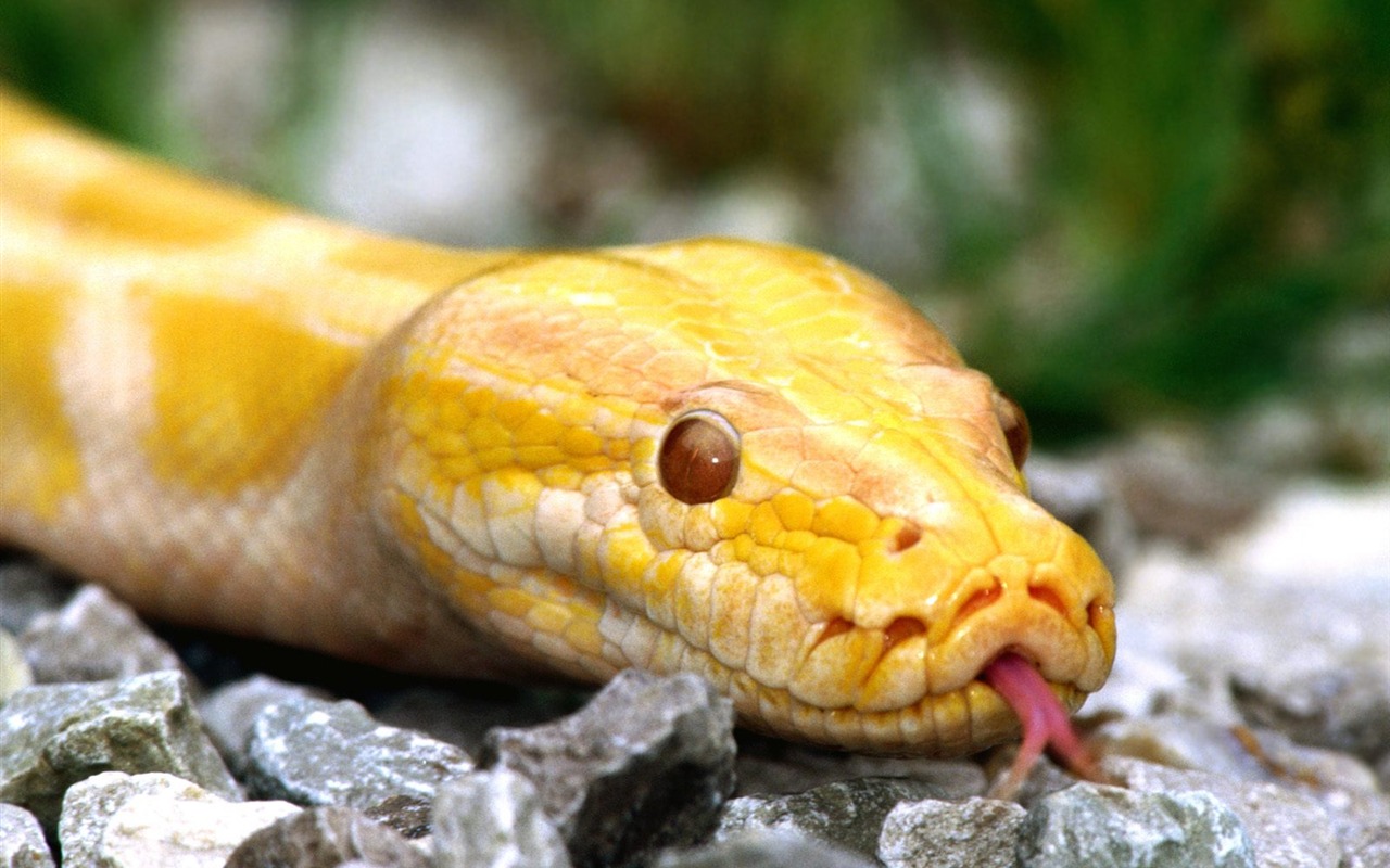 Snake Tapety Album #12 - 1280x800