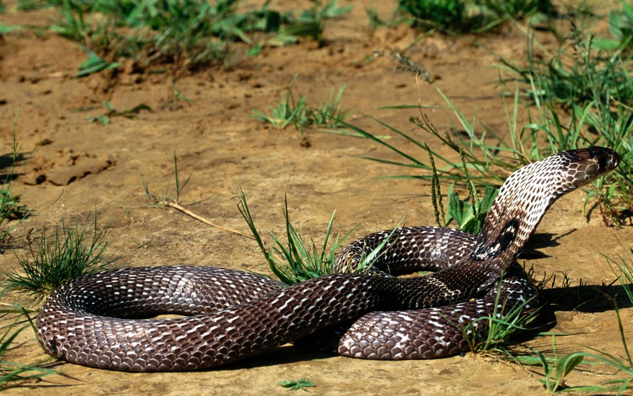 Snake Tapety Album #13 - 1280x800