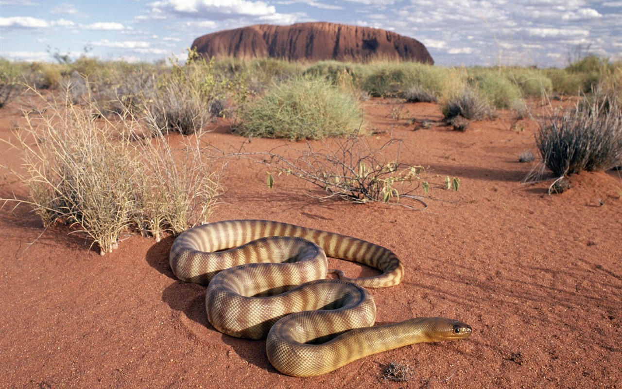 Snake Tapety Album #14 - 1280x800