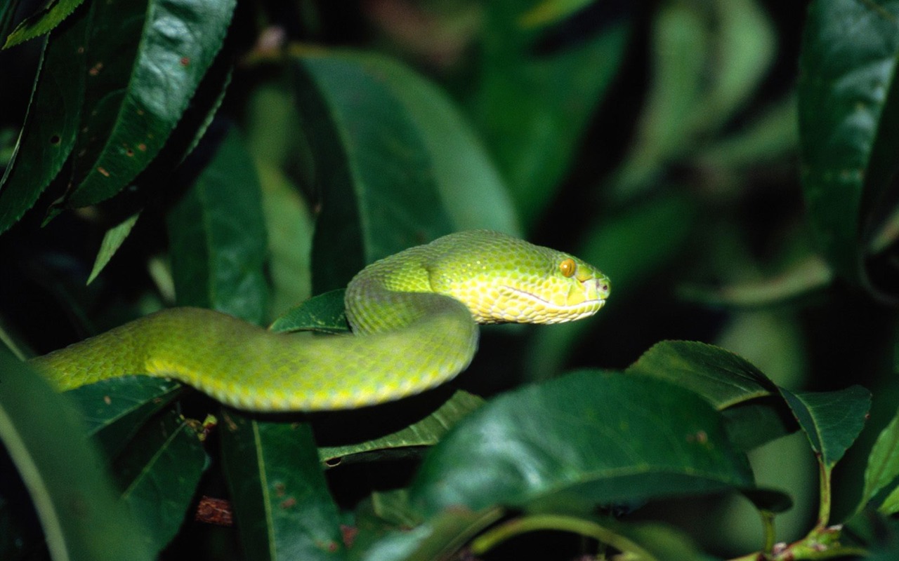 蛇壁纸专辑15 - 1280x800