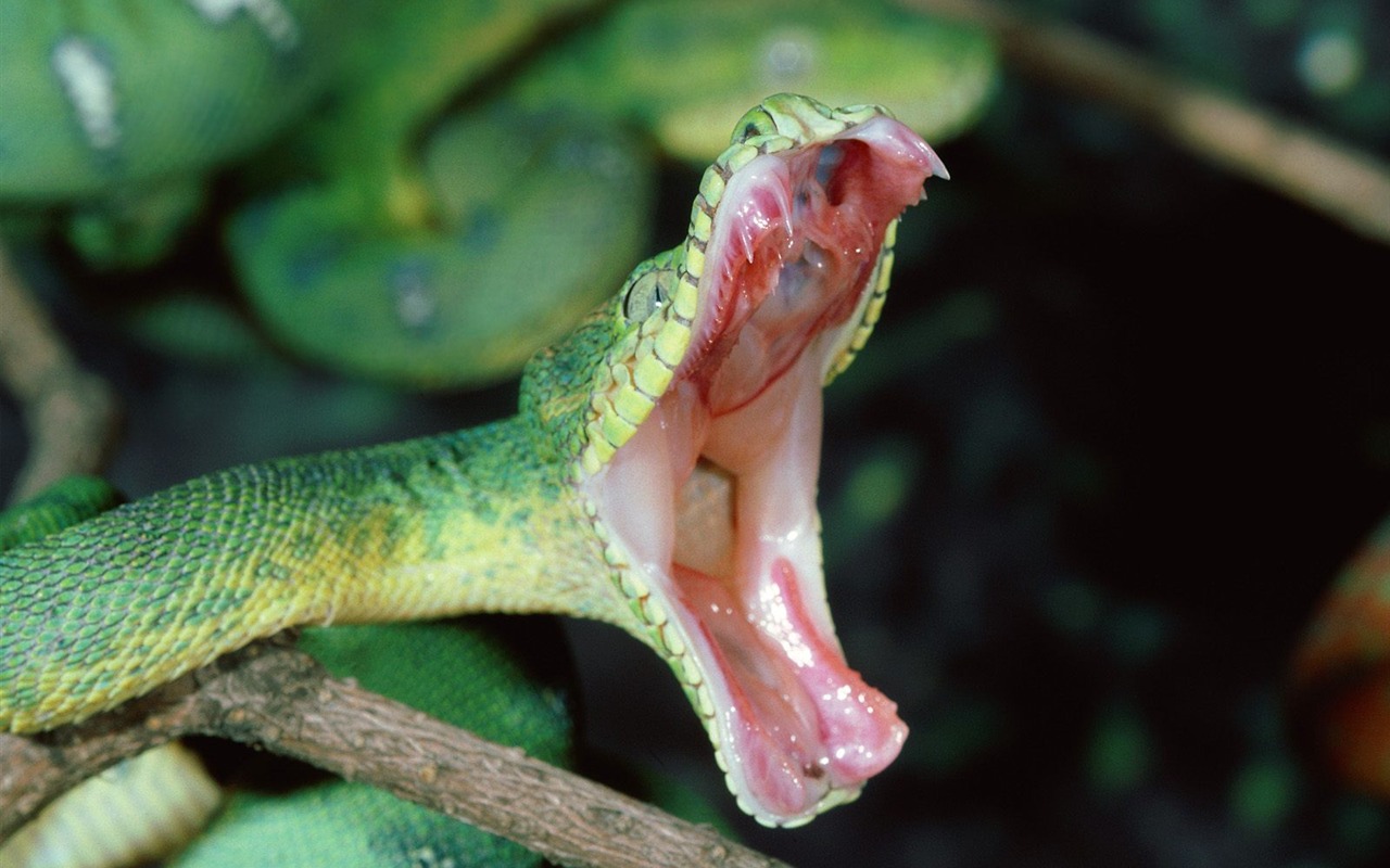 Snake Wallpapers Album #16 - 1280x800
