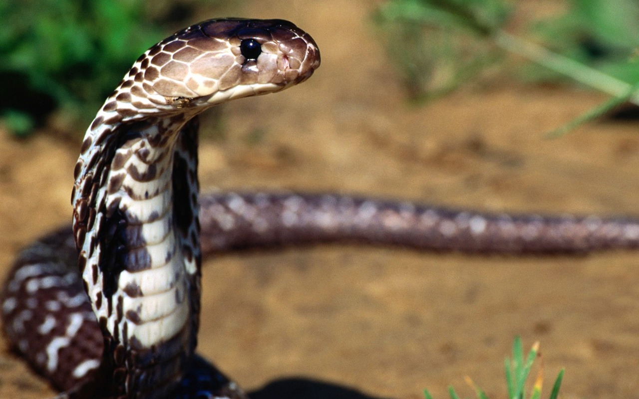 Snake Tapety Album #17 - 1280x800