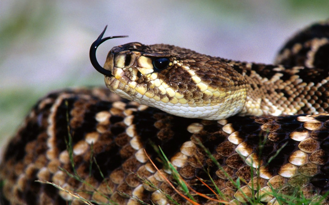 Snake Tapety Album #18 - 1280x800