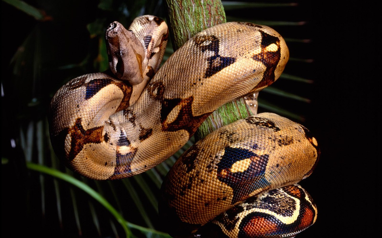 Snake Wallpapers Album #19 - 1280x800