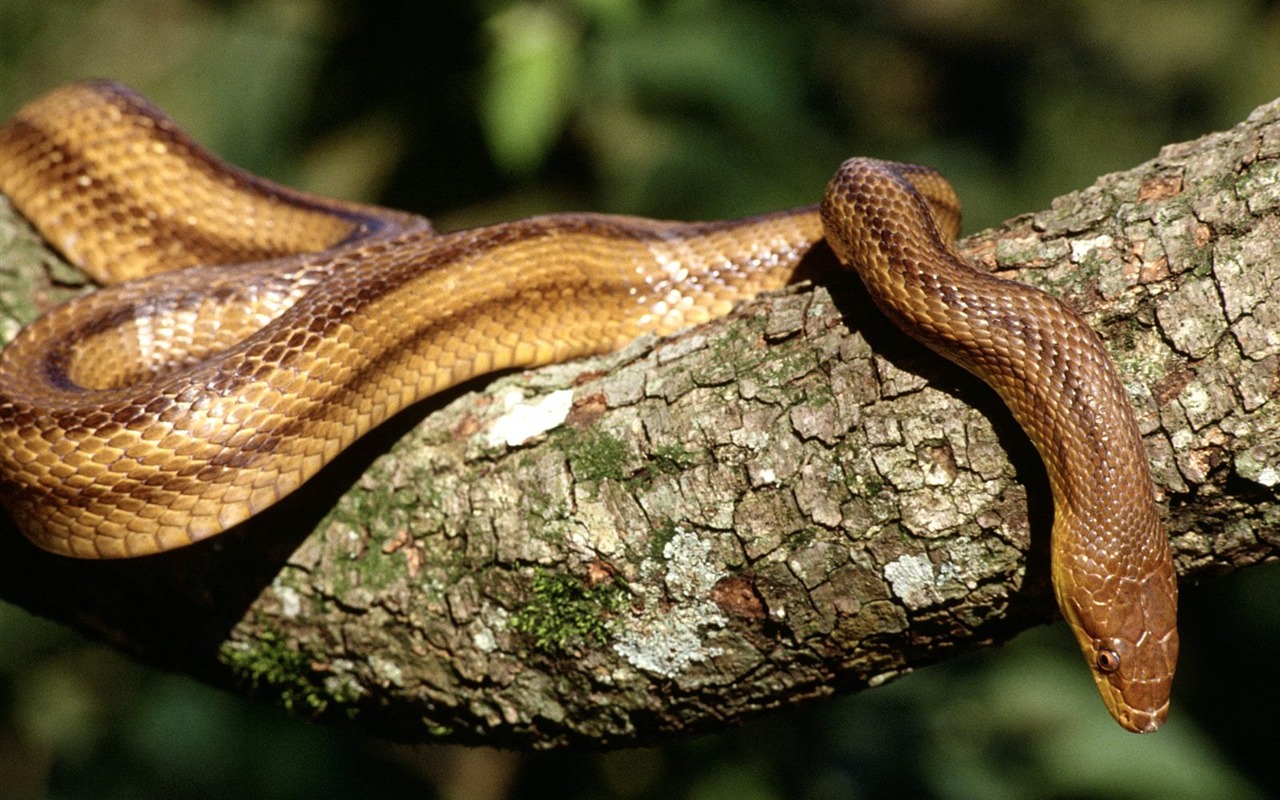 Snake Wallpapers Album #20 - 1280x800
