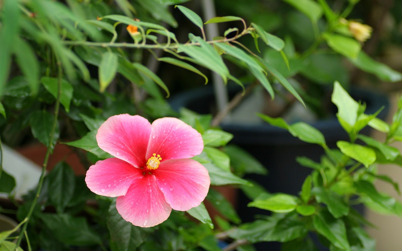 Flores close-up (3) #1 - 1280x800