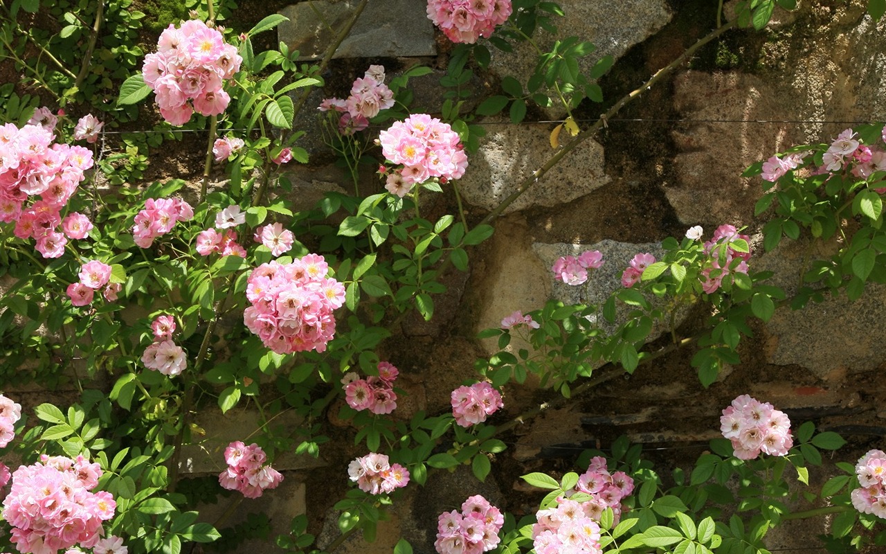 鮮花特寫(三) #2 - 1280x800