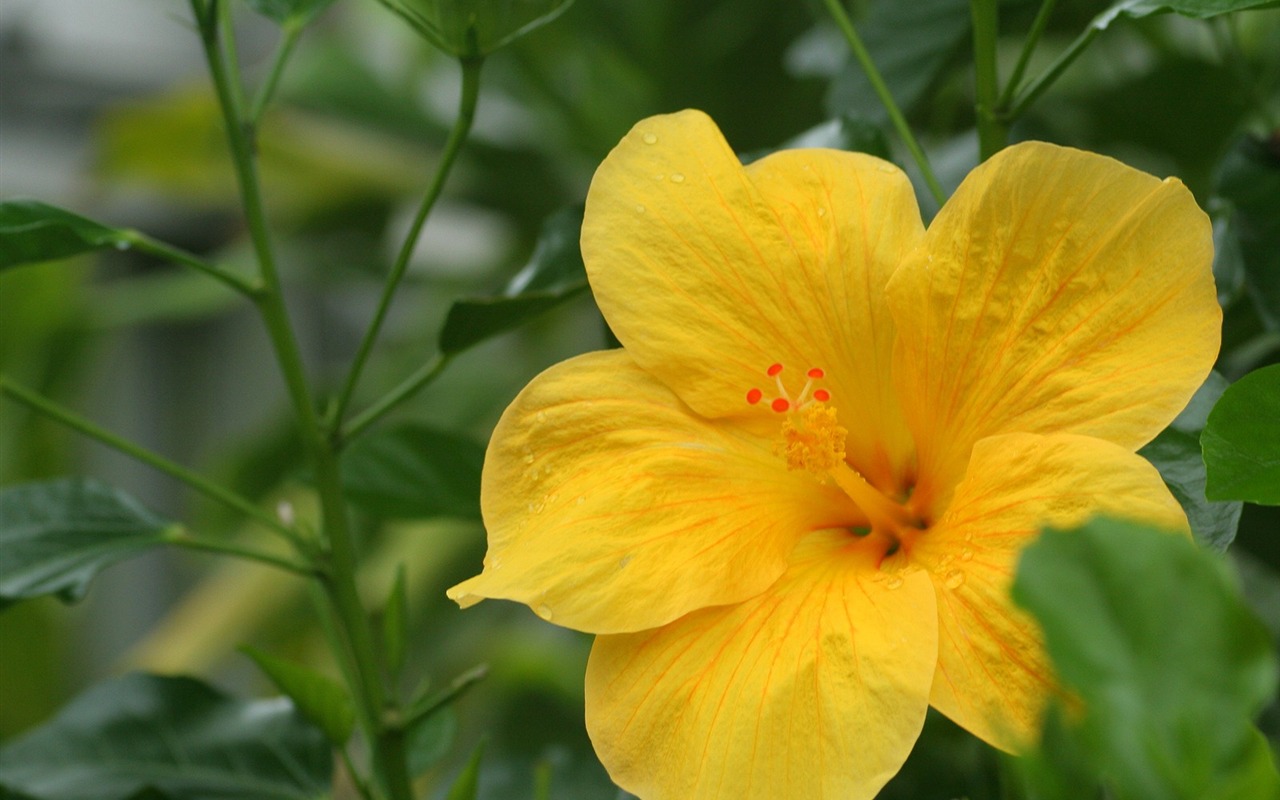 Flowers close-up (3) #4 - 1280x800