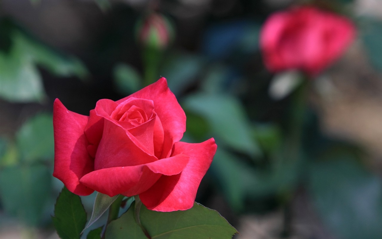 Flowers close-up (3) #5 - 1280x800