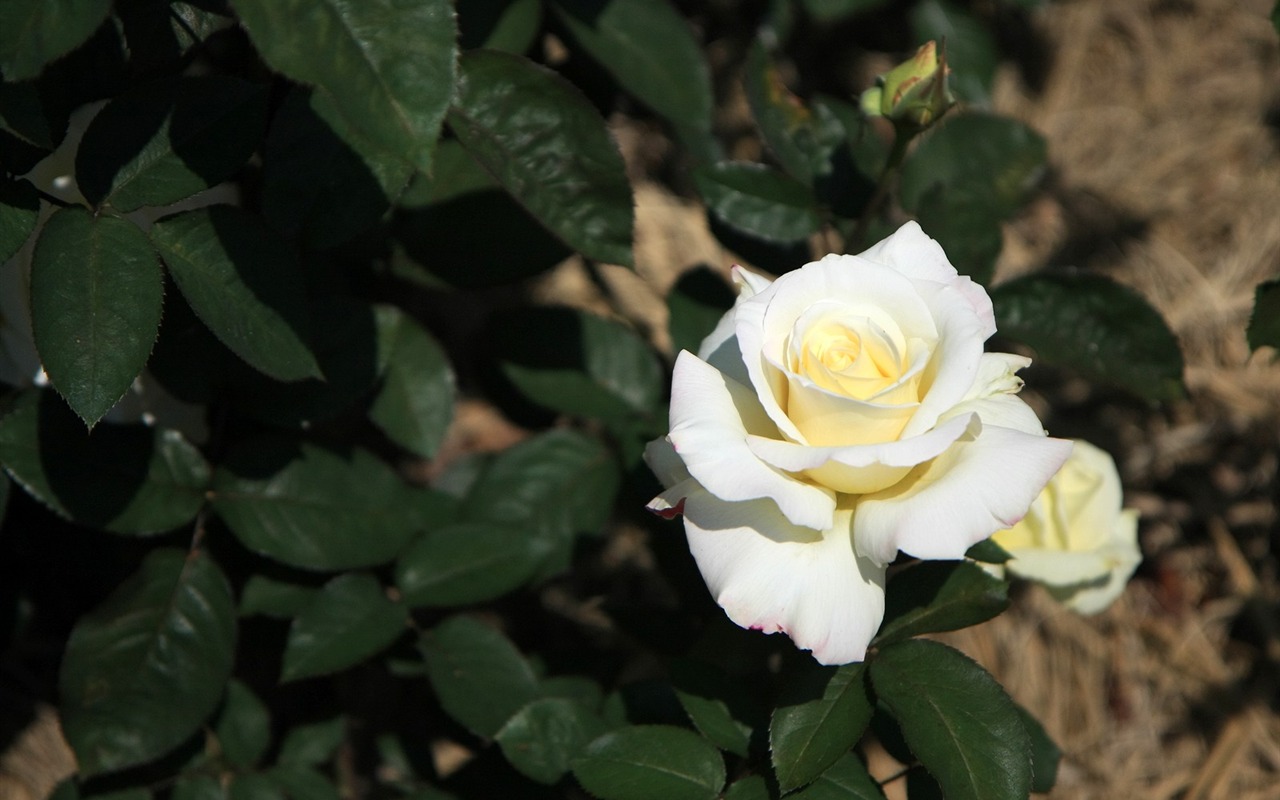 Flowers close-up (3) #6 - 1280x800