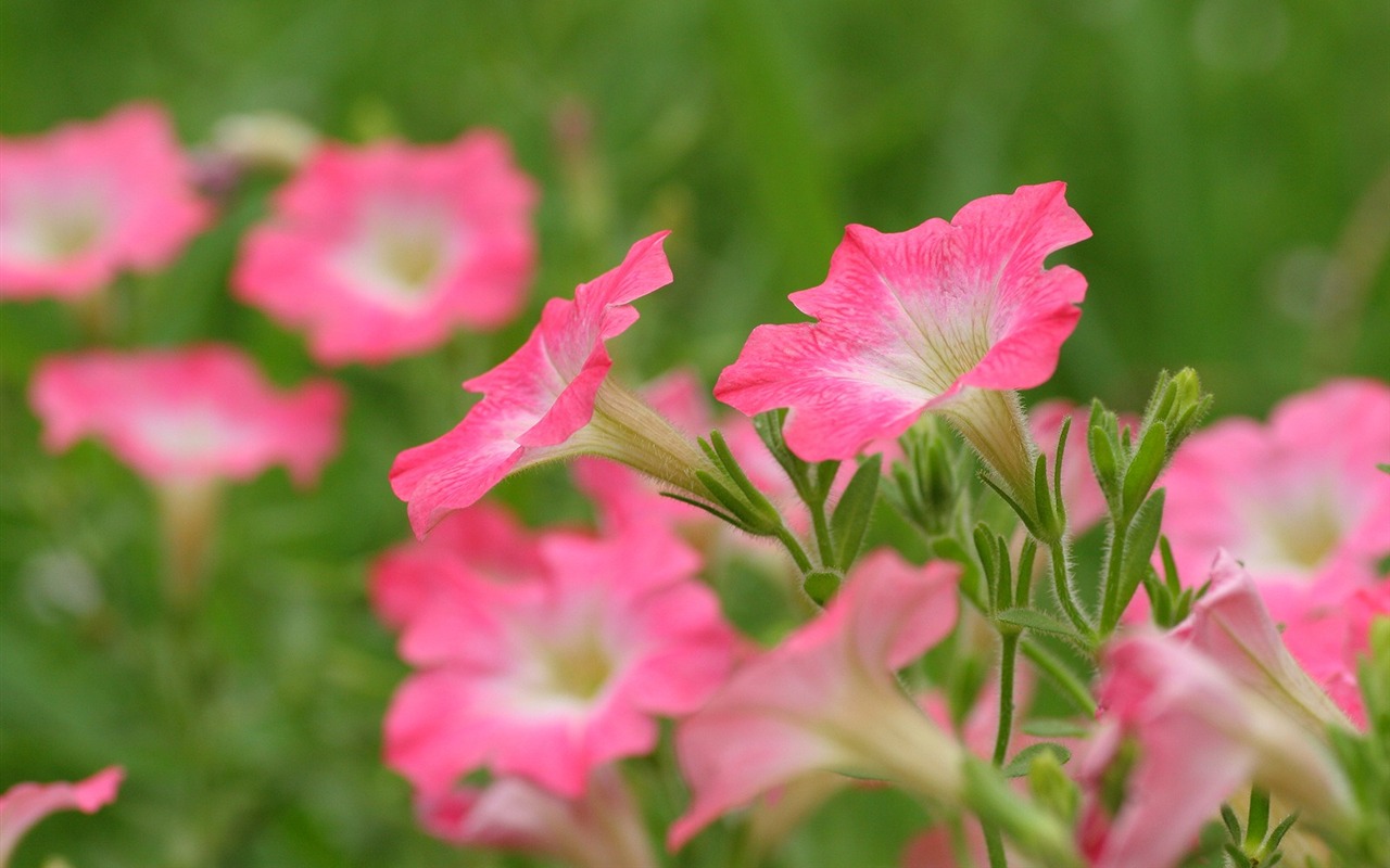 Flowers close-up (3) #7 - 1280x800