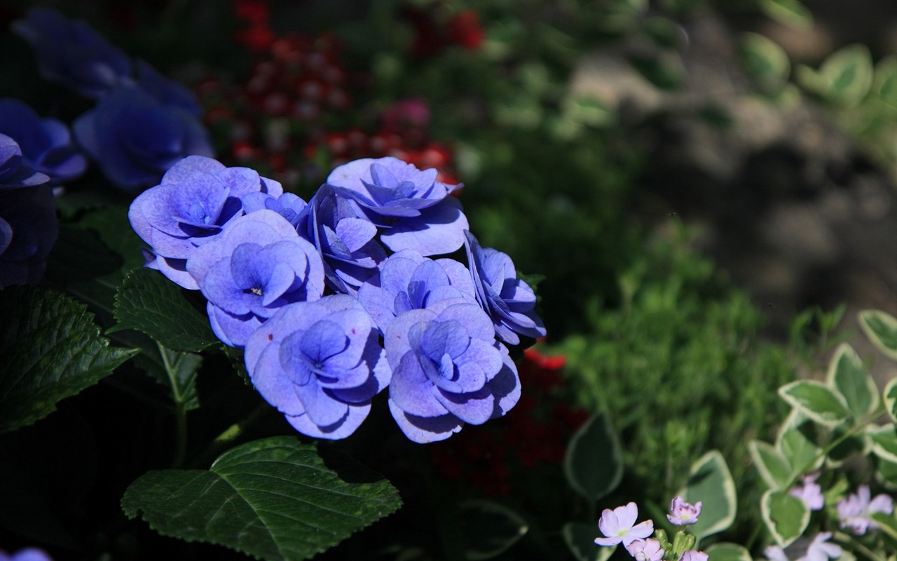 Flowers close-up (3) #9 - 1280x800