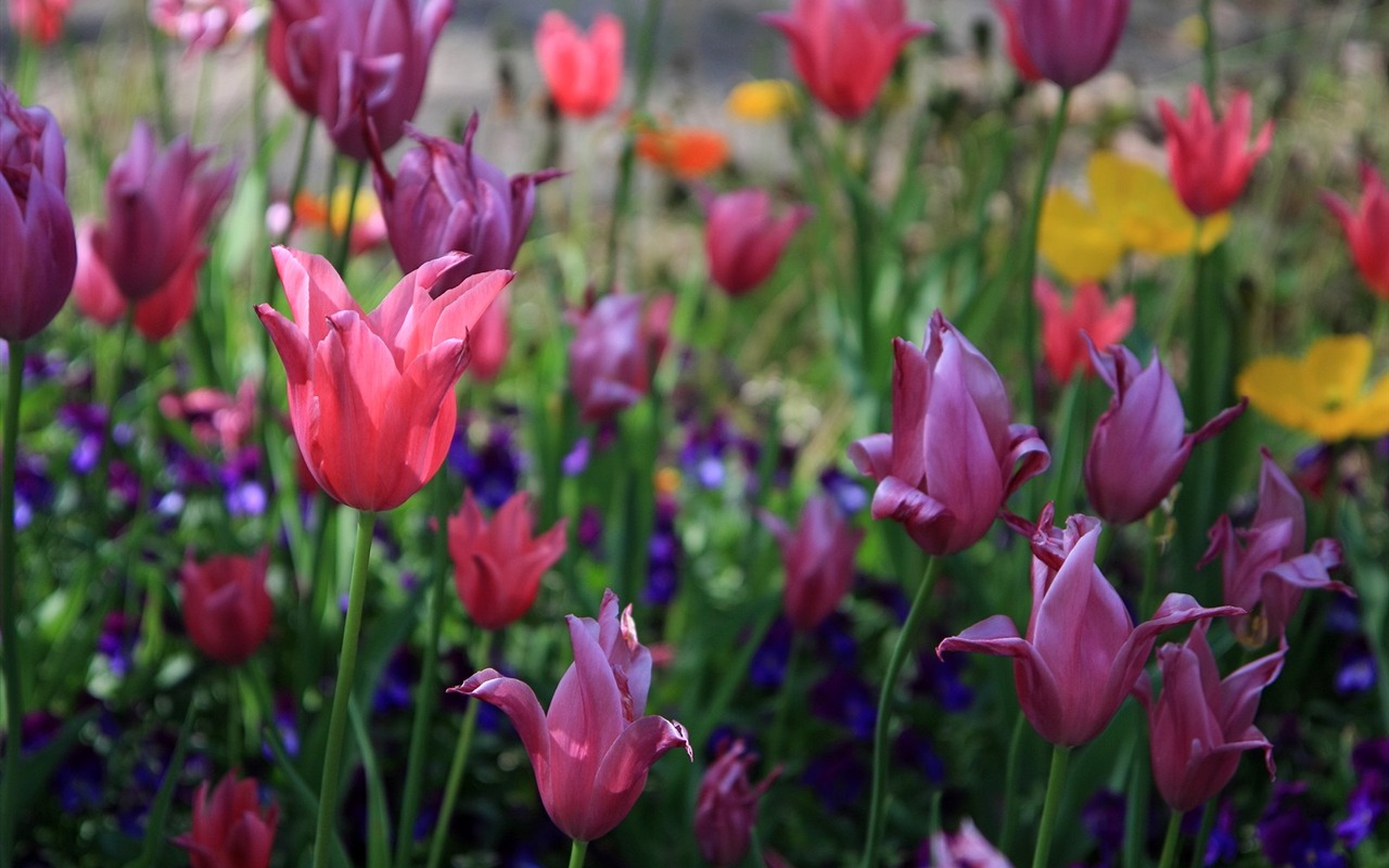 Flowers close-up (3) #11 - 1280x800