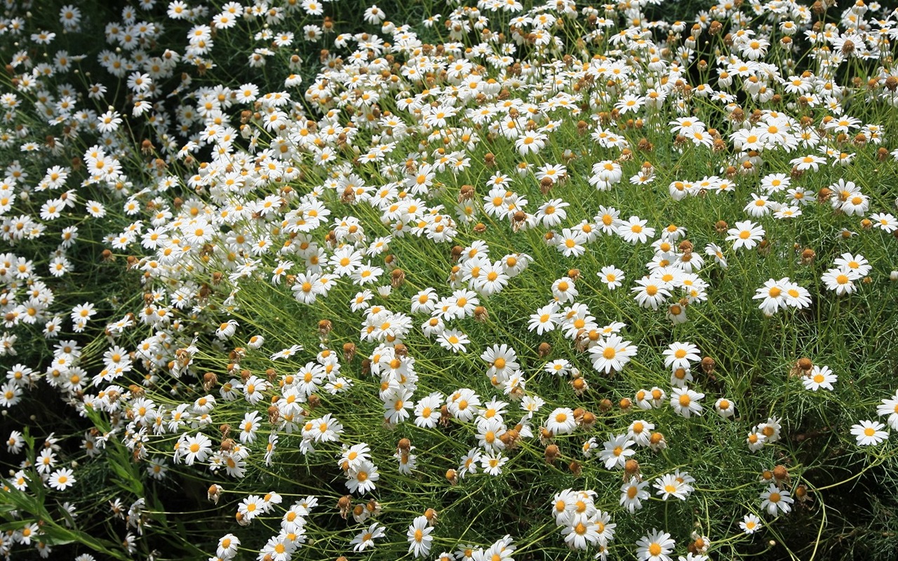 Flowers close-up (3) #13 - 1280x800