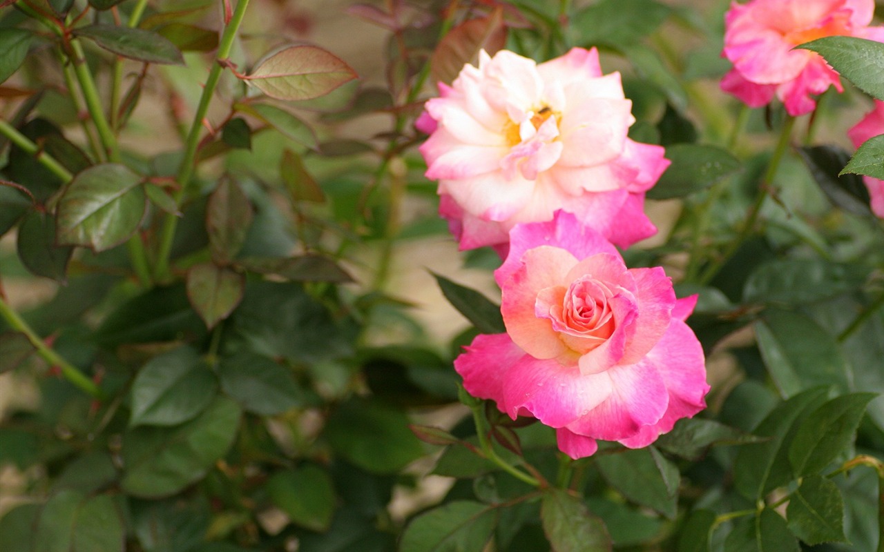 Flowers close-up (3) #14 - 1280x800