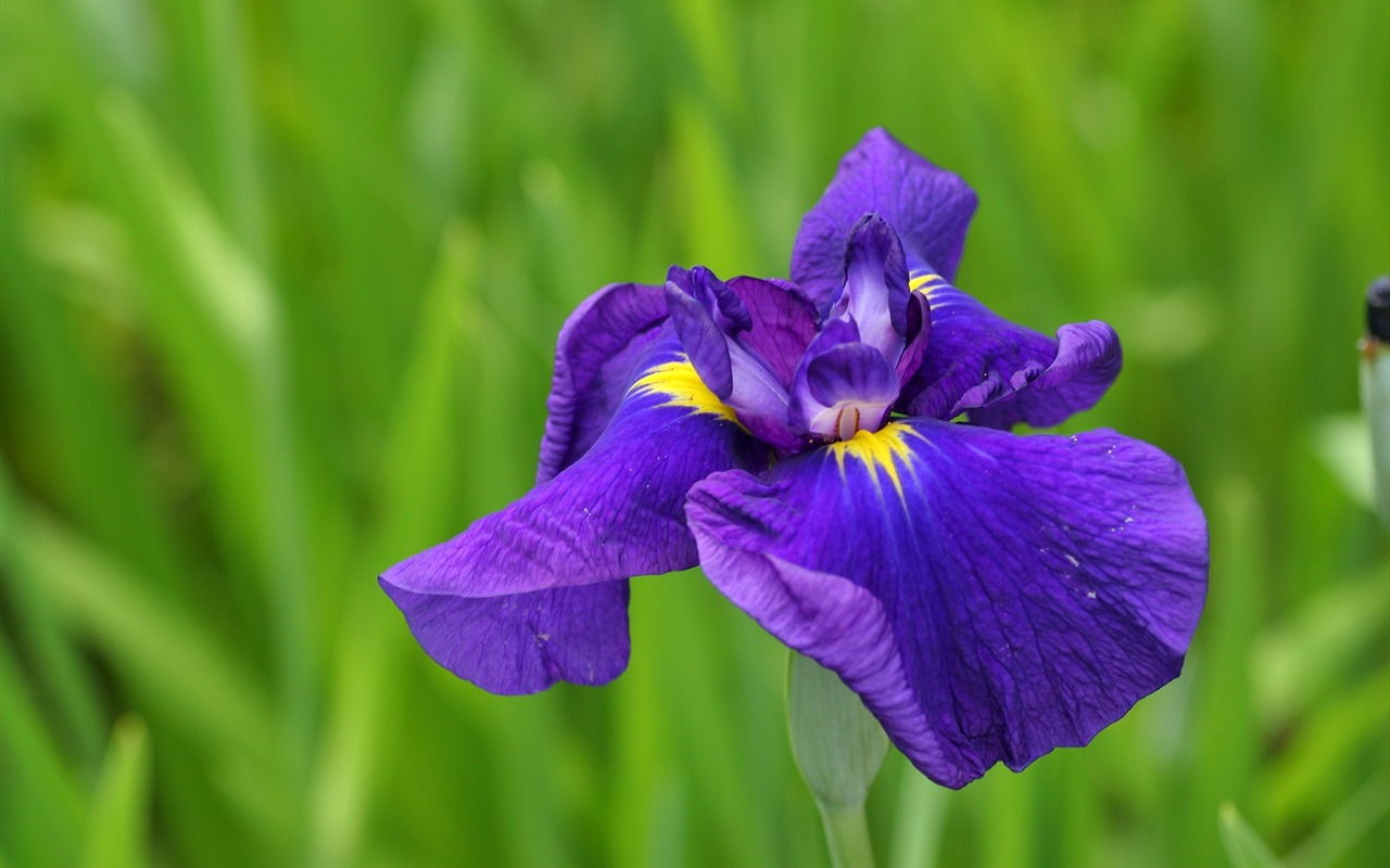 Flowers close-up (3) #15 - 1280x800