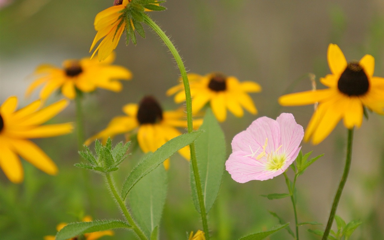 Flowers close-up (3) #16 - 1280x800