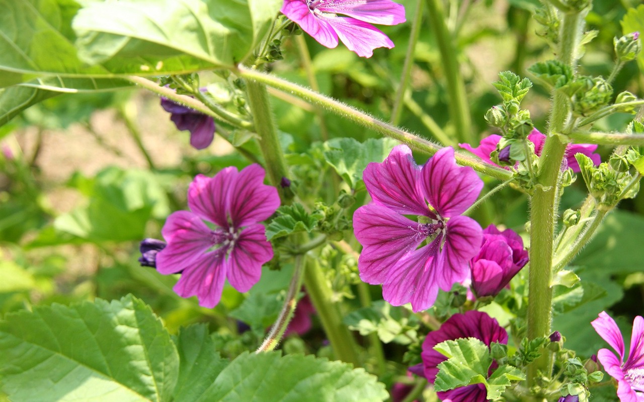 Flowers close-up (3) #17 - 1280x800