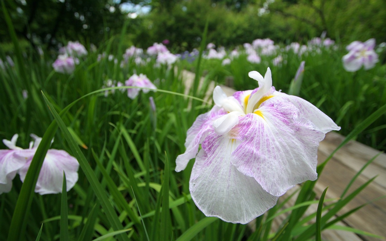 Flowers close-up (3) #18 - 1280x800