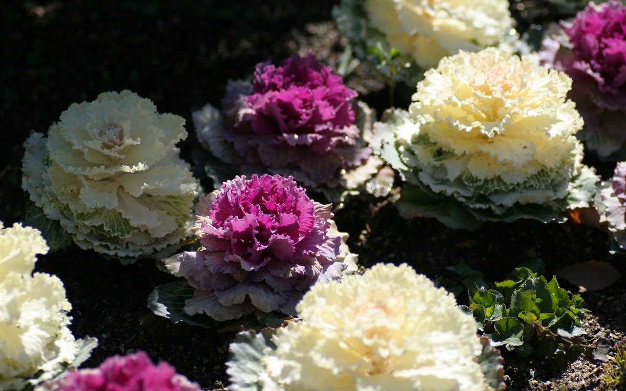 Flowers close-up (3) #19 - 1280x800