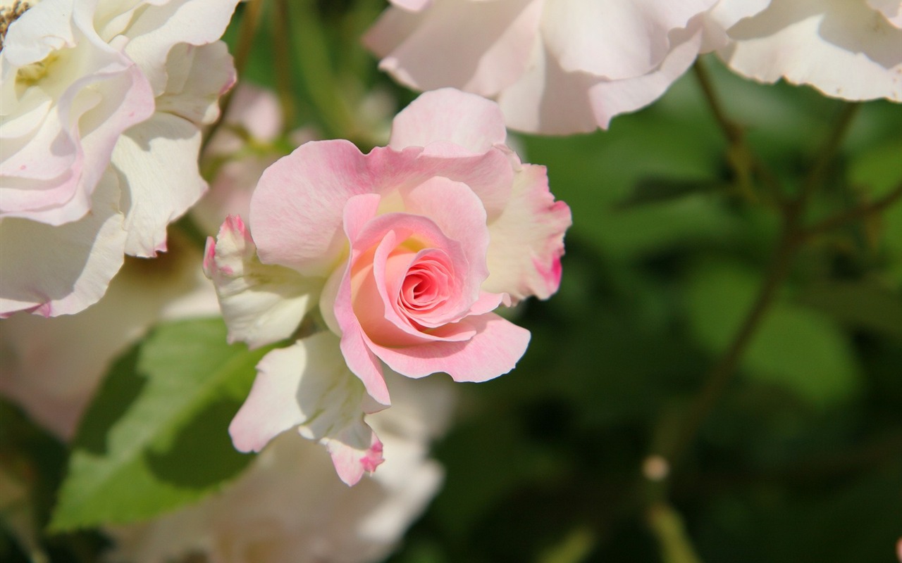 Flowers close-up (3) #20 - 1280x800