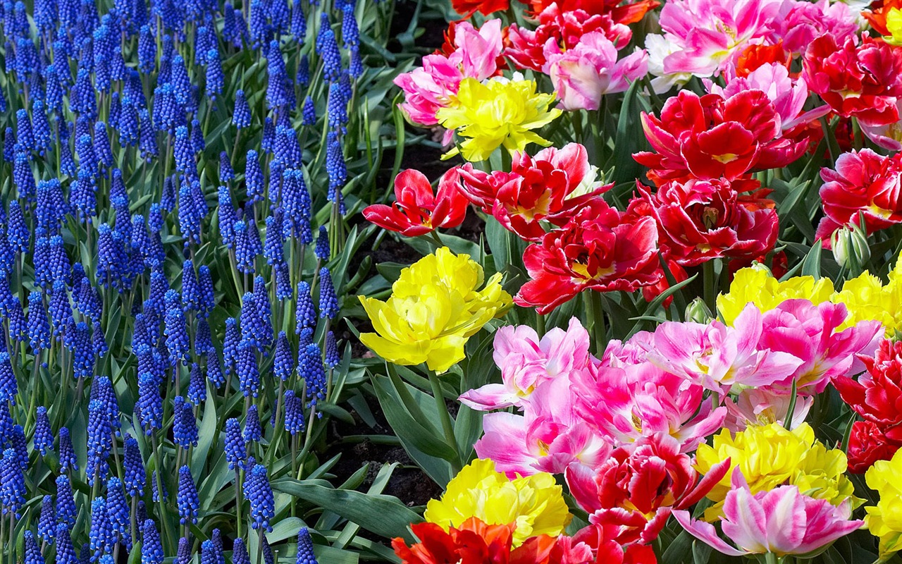 鮮花特寫(四) #5 - 1280x800