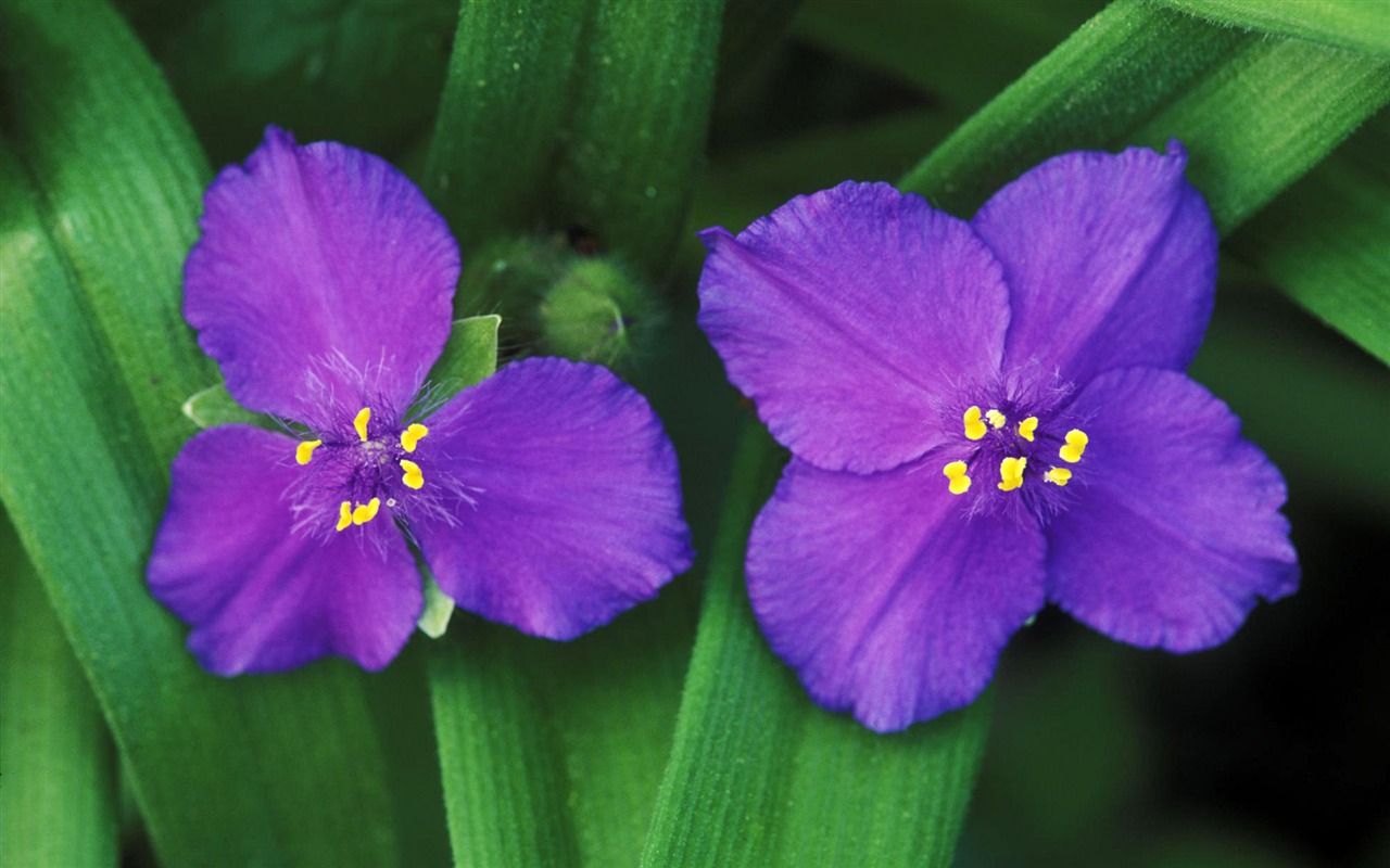 Flowers close-up (4) #15 - 1280x800