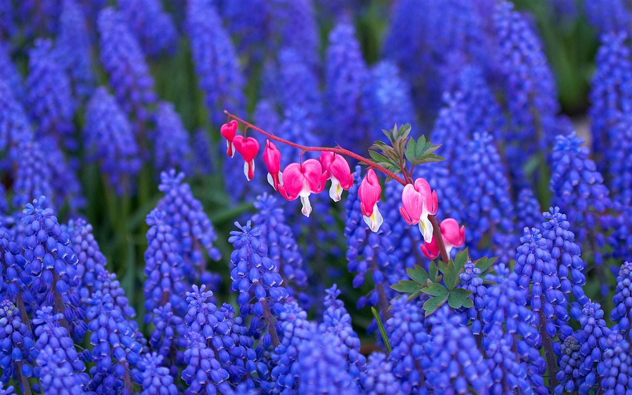 Flowers close-up (4) #16 - 1280x800