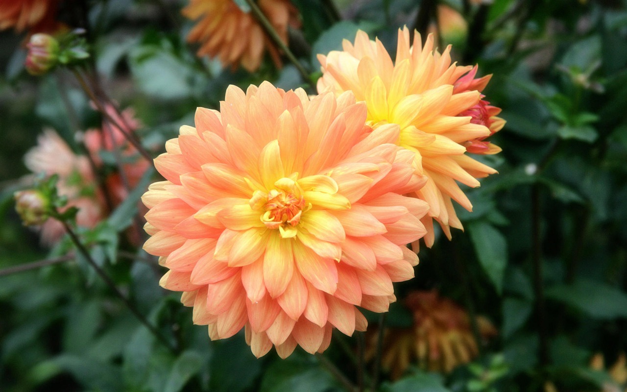 Flowers close-up (4) #19 - 1280x800