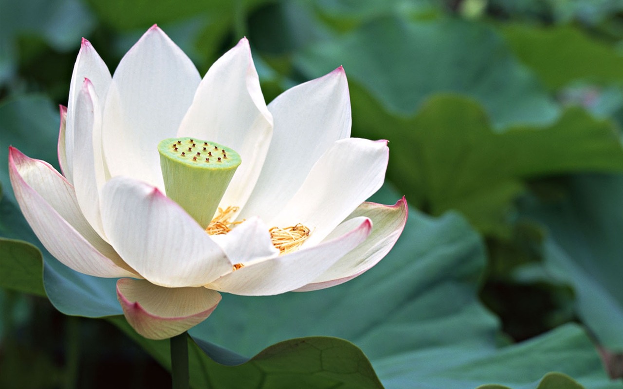 Japan Special Cultural wallpaper #1 - 1280x800
