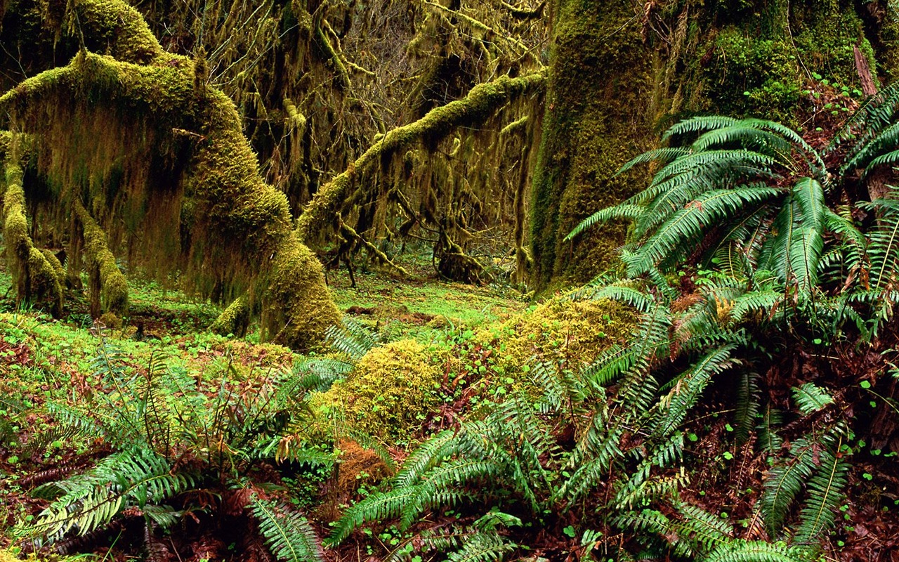 Forest tree wallpaper #4 - 1280x800