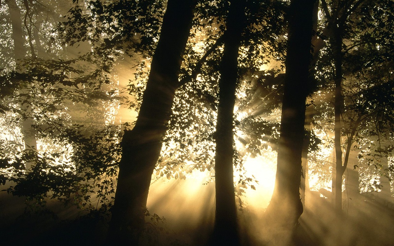 lesních dřevin wallpaper #13 - 1280x800
