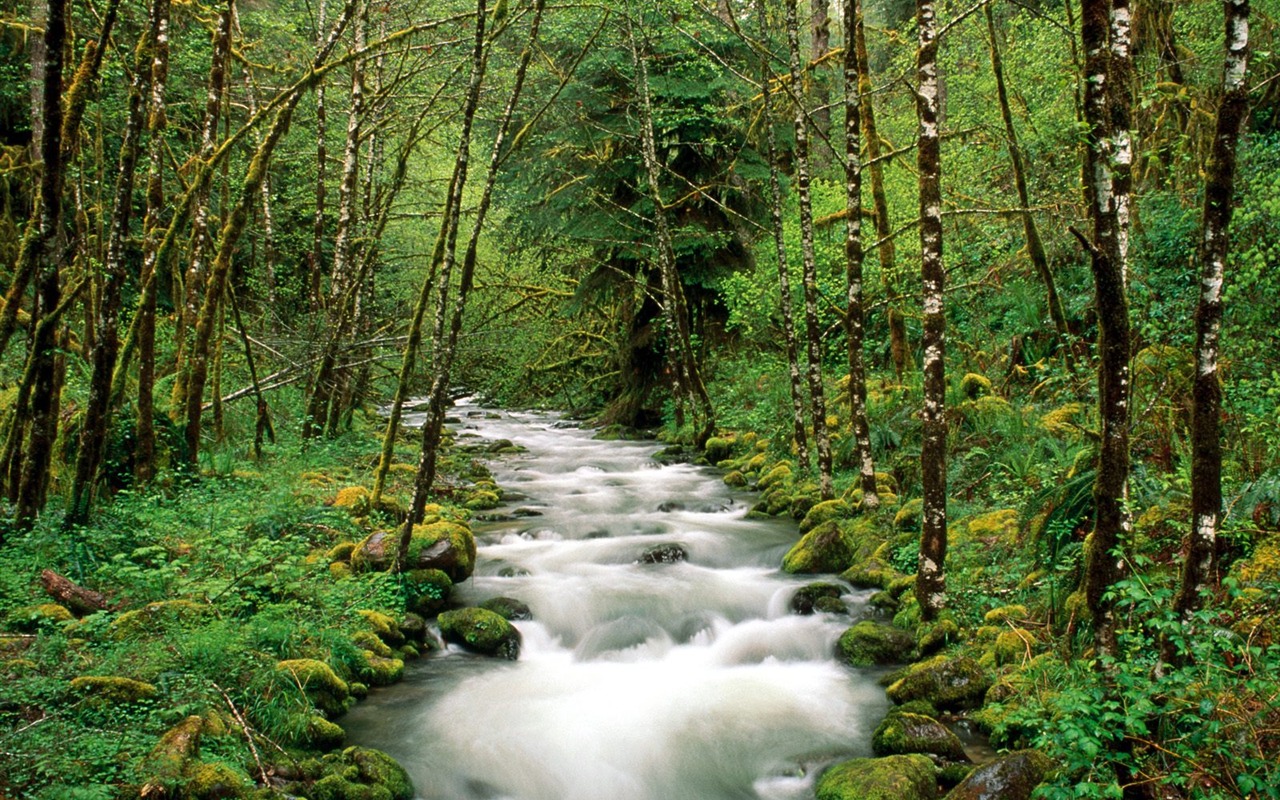 Forest tree wallpaper #17 - 1280x800