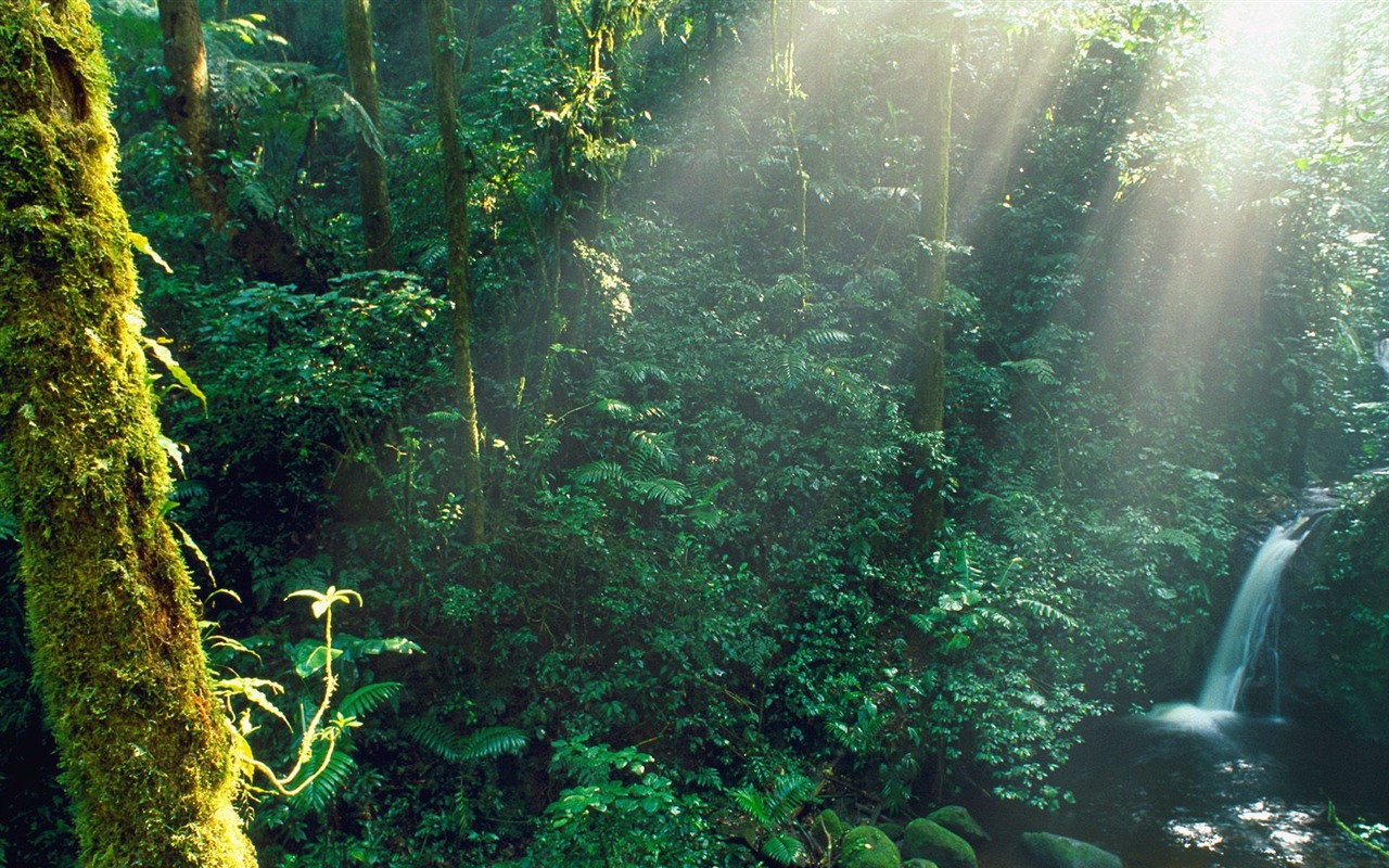 lesních dřevin wallpaper #18 - 1280x800