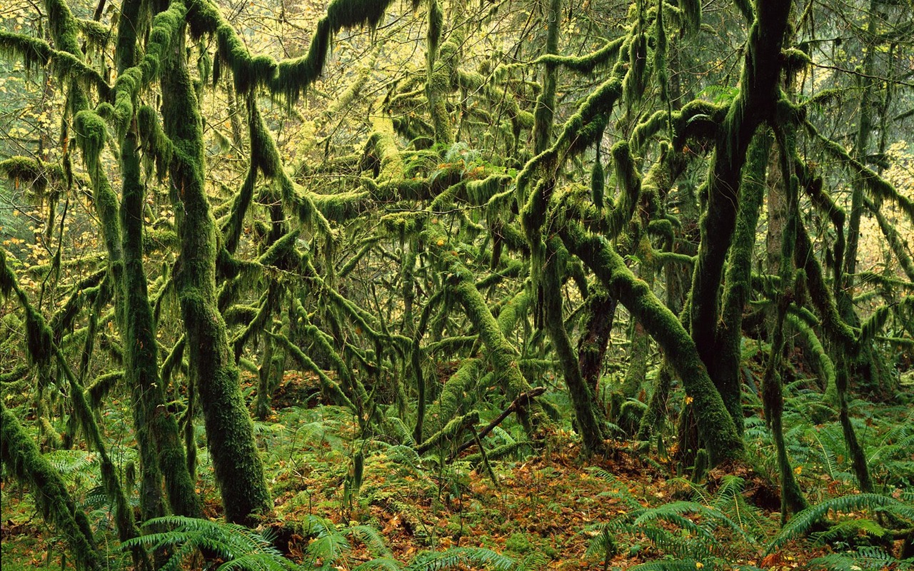 Fond d'écran d'arbres forestiers #21 - 1280x800