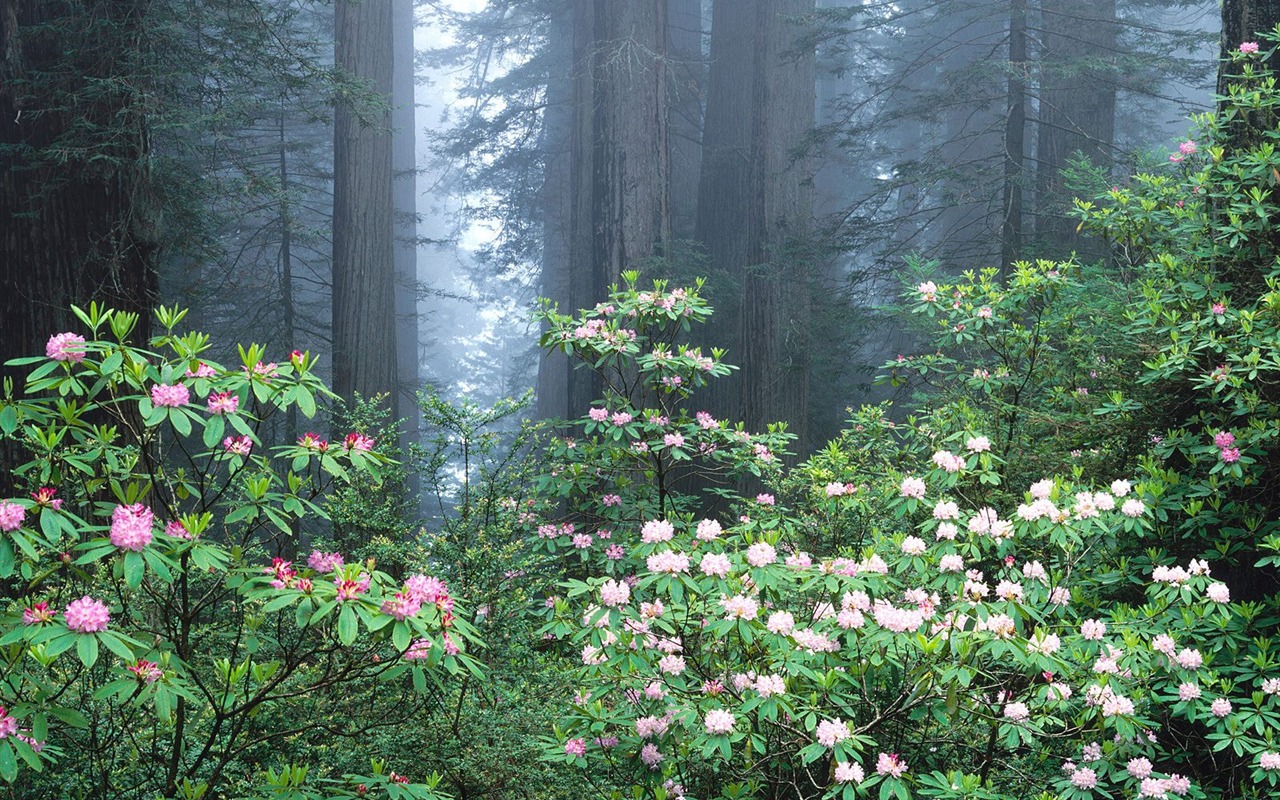 森林树木壁纸28 - 1280x800