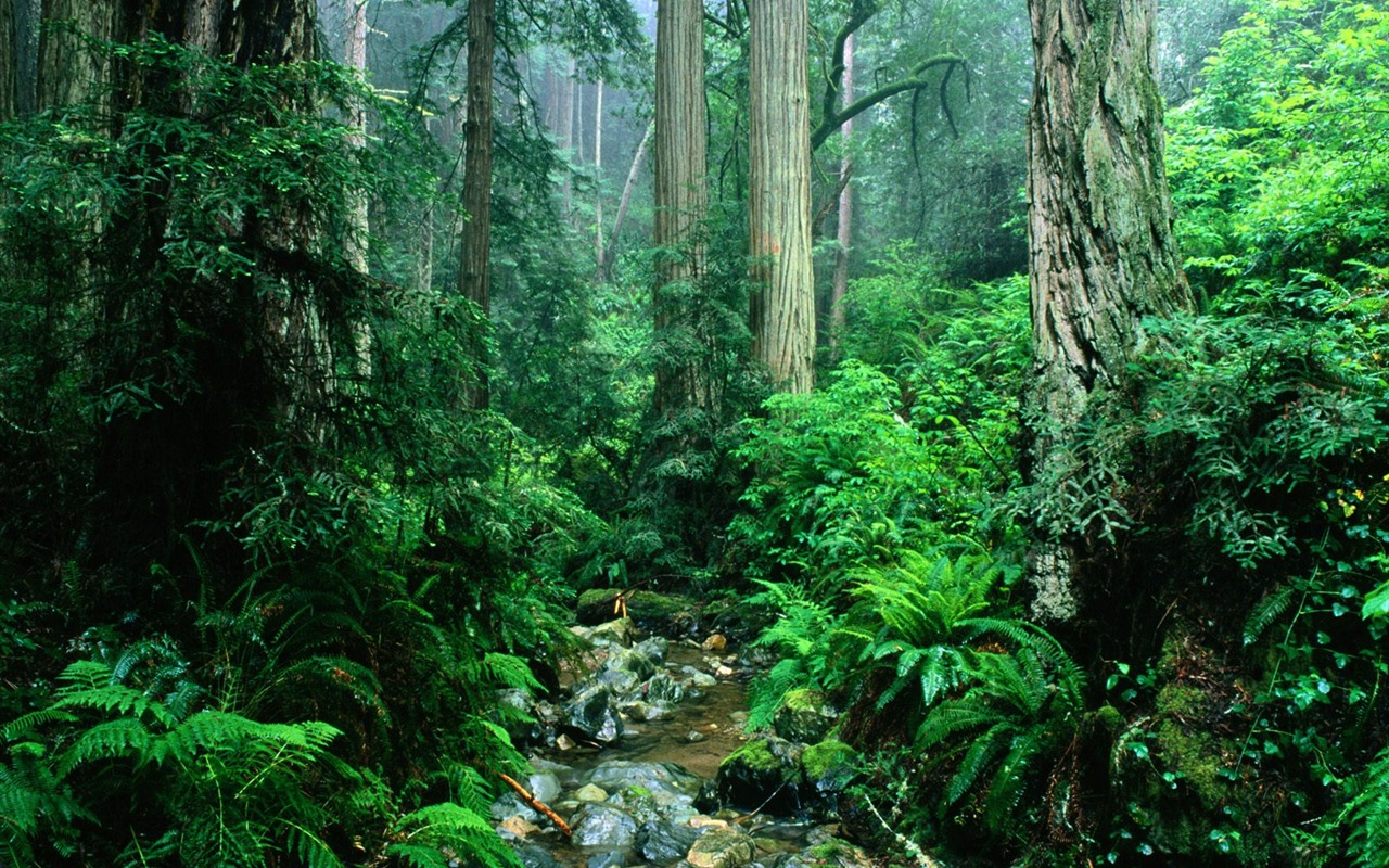 Fond d'écran d'arbres forestiers #31 - 1280x800