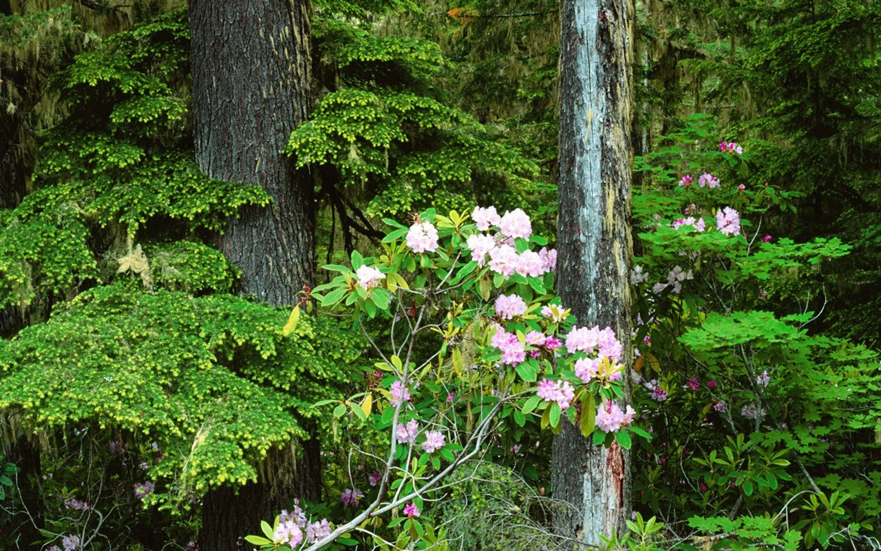 Papel tapiz de árboles forestales #33 - 1280x800