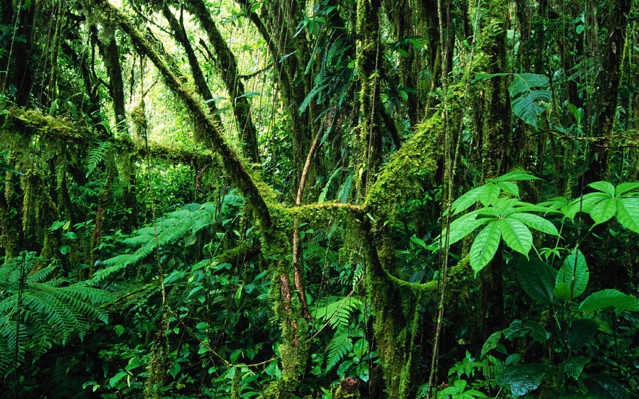 Papel tapiz de árboles forestales #37 - 1280x800