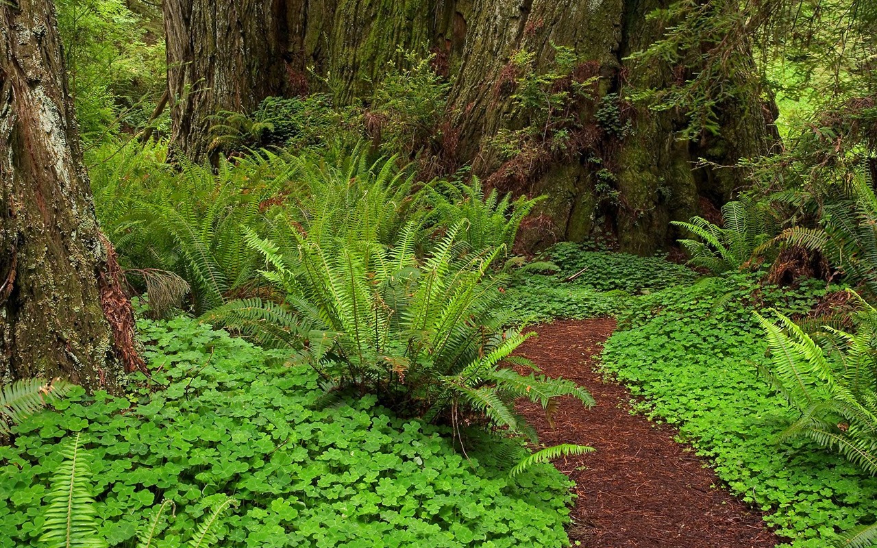 Forest tree wallpaper #39 - 1280x800