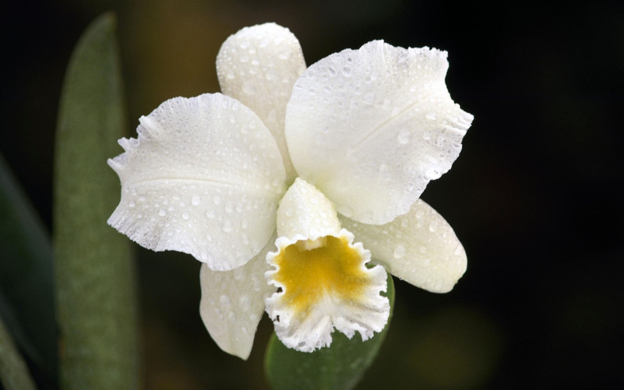 Widescreen wallpaper flowers close-up #2 - 1280x800