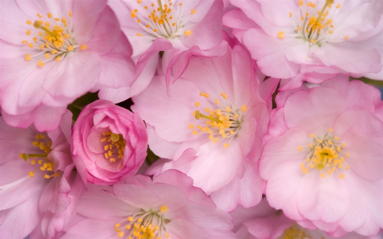 Widescreen wallpaper flowers close-up #4 - 1280x800